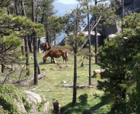 Pindo horses